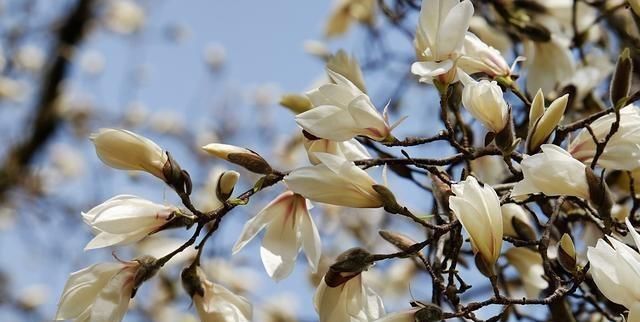 随便■7种最适合“造景”的花,家里有庭院,随便种3-5棵,就是个小花园
