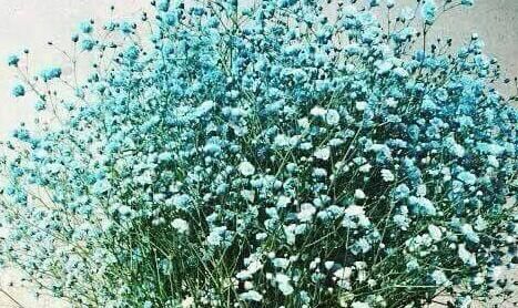  【花香】中国产的月季花“彩蝶”，四季开花，花香浓郁，漂亮不输欧月！