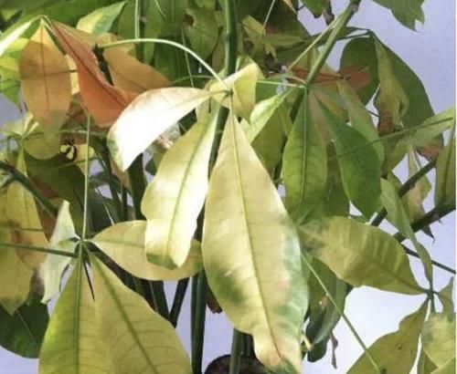  将它：发财树的叶片“掉落”，有3个解决方法，学一下，1年就变旺盛！