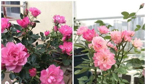  「朱顶红」这几款小花卉，养在家里清新高雅，花朵妖艳妩媚，香飘溢满屋，艳