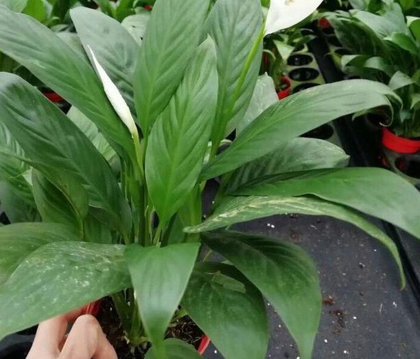  [夏季]夏季盆栽4种植物，叶片一耷拉马上浇水，植株分分钟变精神
