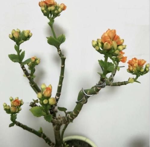  【内容】乡间趣事！长寿花老桩怎么养？狠下心，撸光“叶子”晒一晒，轻松就能完成