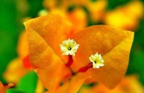  『三角梅』喜欢三角梅，不如养盆稀有的柠檬黄三角梅，金光灿灿，清新优雅