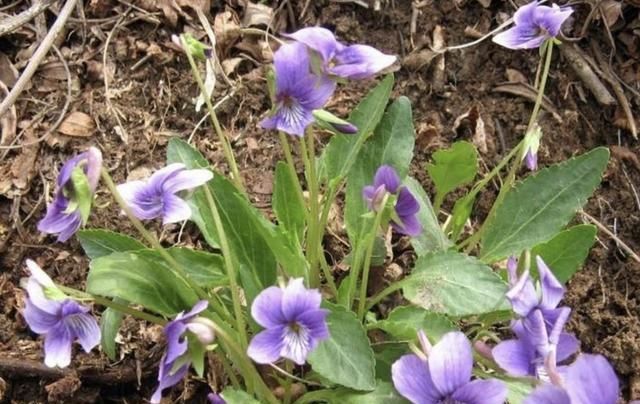  值钱|在农村，遇到1种“紫花地丁”，记得别乱挖，如今比吊兰值钱！