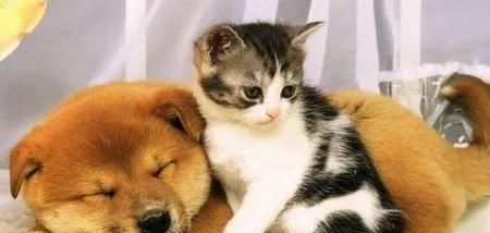  【猫和狗】这些有关于猫狗的冷知识你都知道吗？