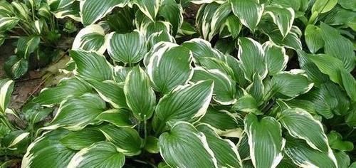  「适合」喜欢养花，就养一颗玉簪花，花朵如玉簪，适合室内栽种。