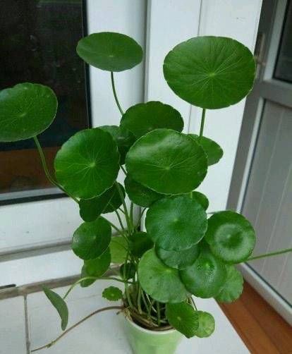 「花草」这些盆栽植物都是喝水的。它们每一个都盛开着花草