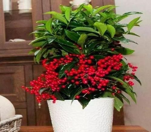  观赏价值■这“5种”植物，名字“吉利”，再贵也要养1盆，“旺家”又旺财