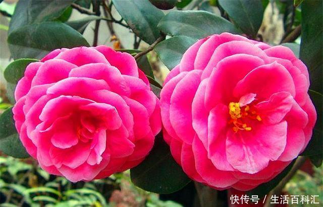 增加光照|家庭养茶花,花后早做3件事,新芽多花量足,开花又大又香