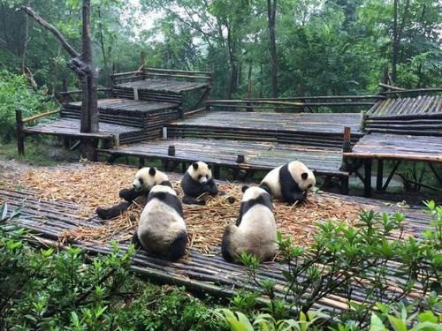 中国最强势的城市，连续多年居新一线榜首，未来最有希望晋升一线