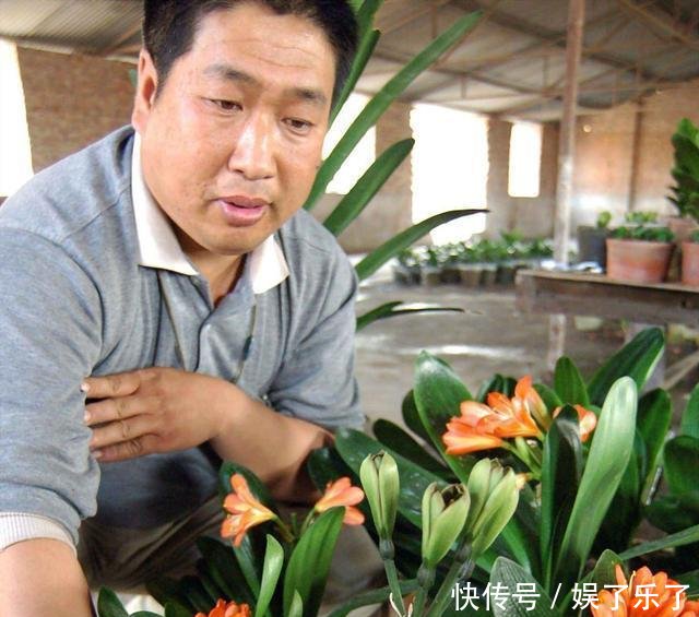 【方法】养君子兰、蟹爪兰十几年一直用它,叶片绿得发黑,年年花开似火