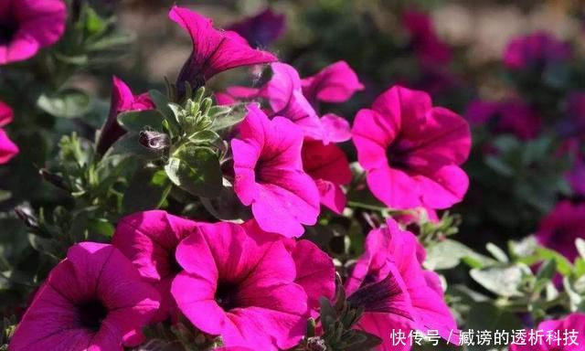  『蓝雪花』春天养了“4种花”，一出太阳就开花，花量大颜色美，是开花机器