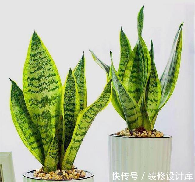 虎皮|家庭养虎皮兰,摆放位置有讲究,难怪你家的叶子软绵无力还长歪