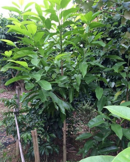  『枝繁叶茂』白兰花这样养，枝繁叶茂，花开满枝头，又多又香。