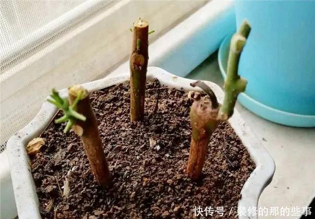  『花钱买』养花技巧：最难养的3种花，扦插100%活，下次别再花钱买啦