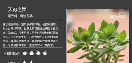 『生长点』居然有多肉叫天狗之舞,模样别致可爱