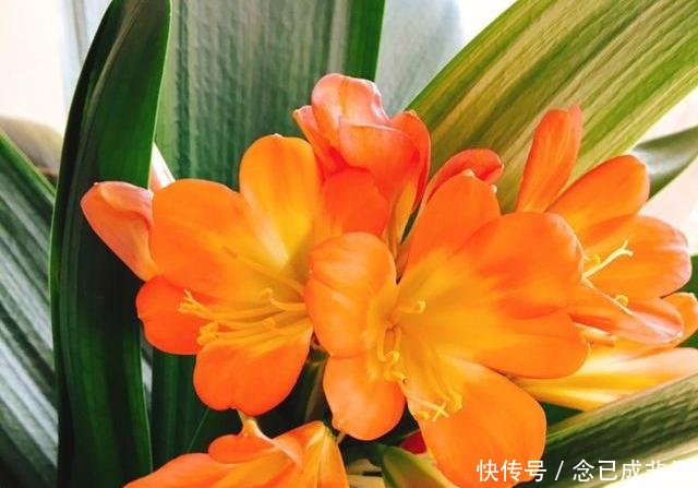 [家里]家里采光差春节买些耐阴花，不见光也嗖嗖长，开成一面大花墙