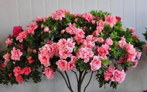  #枝条#在家养杜鹃花不容易成活？记住3点要求，花团锦簇、枝繁叶茂