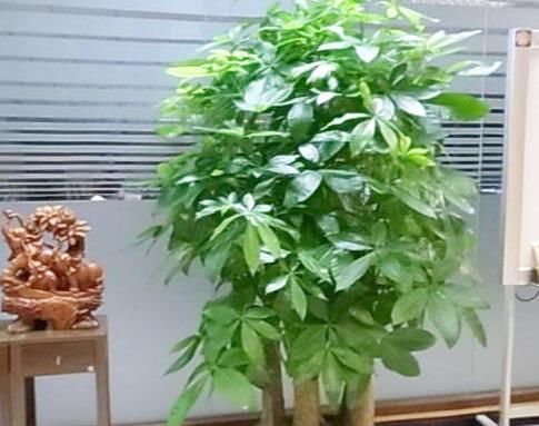  #懒人#上班忙没时间？就养3种懒人花，不管它花爆盆，越浇水越黄叶