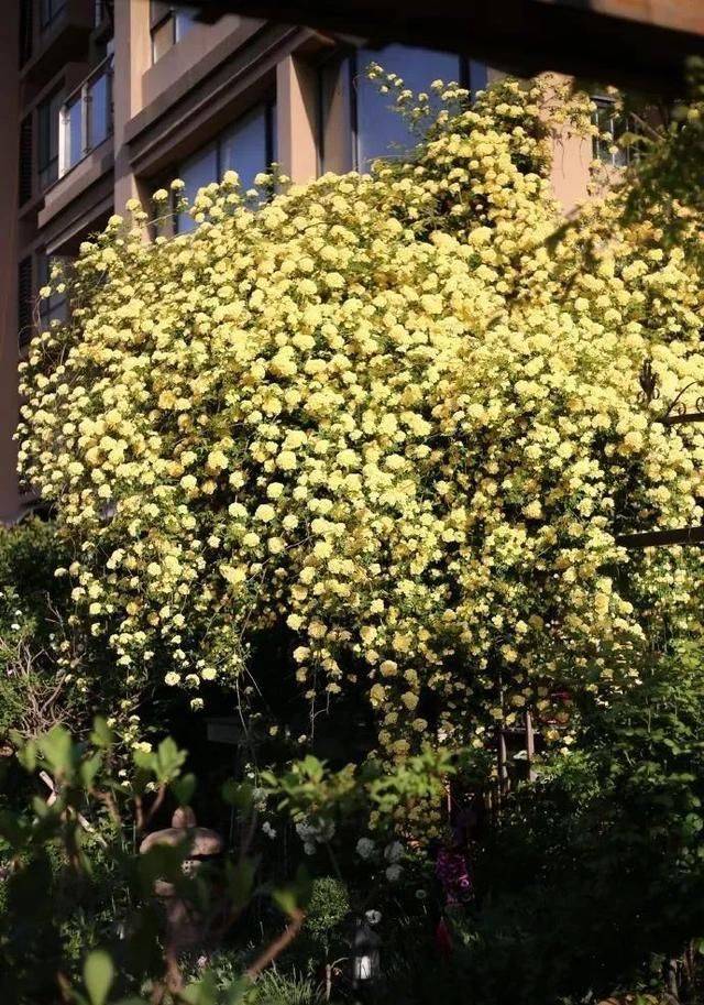  「繁花」100㎡的院子，用6年从荒地到繁花，她用热爱建起梦想花园！