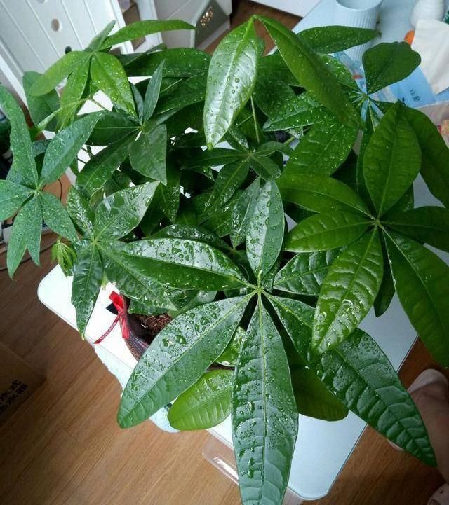  新芽■给发财树“剃剃头”，新芽蹿的快，树冠长成伞，茂密油绿