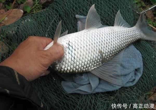  【生活费】鱼跑了, 杆也断了, 钓鱼人半个月的生活费没了
