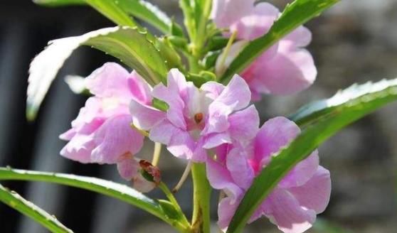  「凤仙花」阳台养上4种花，再不担心没花赏，开花一茬接一茬，花朵鲜艳