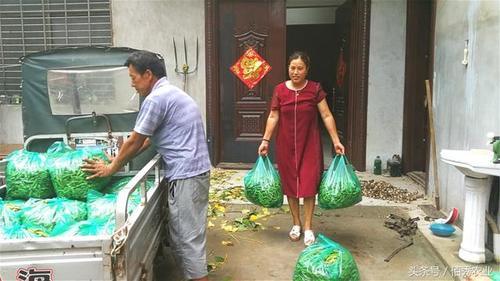 农村大姐种植一种赚钱的作物,鲜品卖2元一斤,