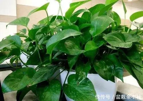绿萝|立夏了,绿萝从“4个方面”去管理,不烂根、不黄叶,远离病虫害