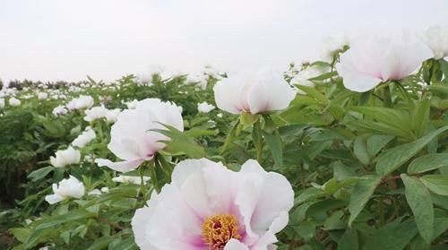  「花香」合阳万亩“致富花”盛开 花香铺满致富路