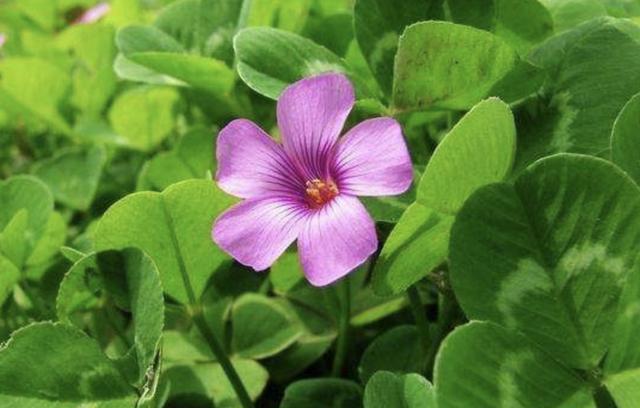  「漂亮」潮湿的草地上，生长着1种“酢浆草”，花朵漂亮，叶片美，珍贵！