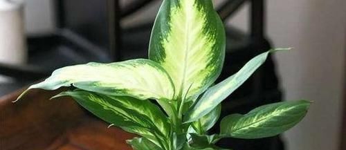  花草■6种“耐阴”的花草，室内光照差，也能旺盛生长，好养又省心！