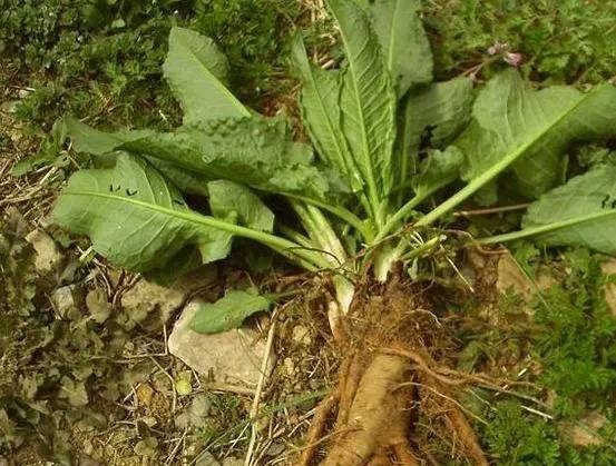 农村这种野草，根部似萝卜过去没人重视，现在价比黄金