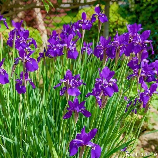  开出漂亮■阳春三月，出门踏青，原来有这么多漂亮花！