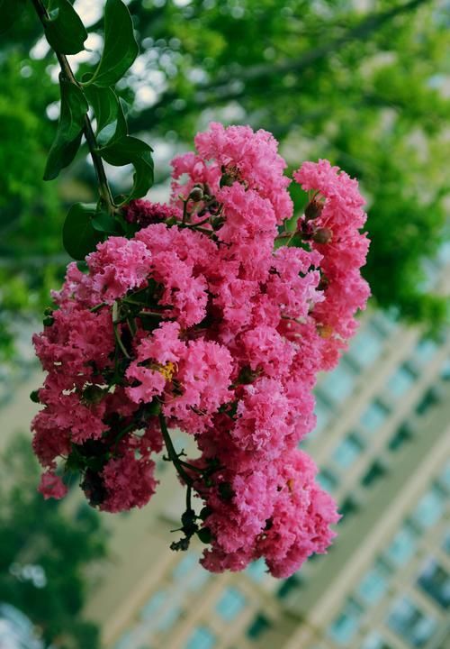  『艳丽』此花花色艳丽，开花成花序，受到人们喜欢，具有较高观赏价值