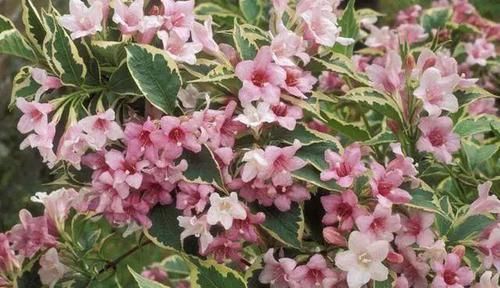 生长：花朵像仙女织出的锦带一样—“万钉簇锦若垂绅，围住东风稳称身”