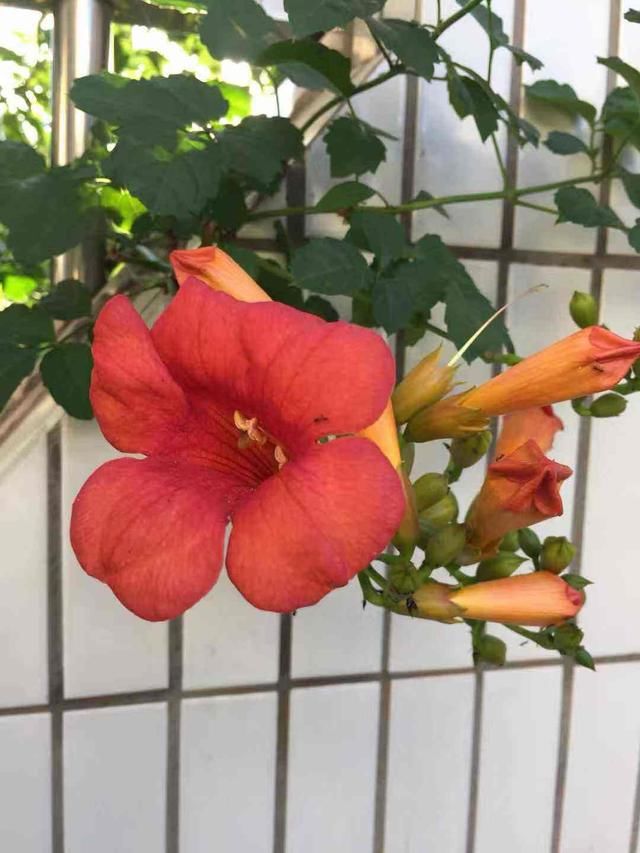  [凌霄花]别眼馋人家爬满墙的凌霄花，自己在家种一盆，一春就长成花海