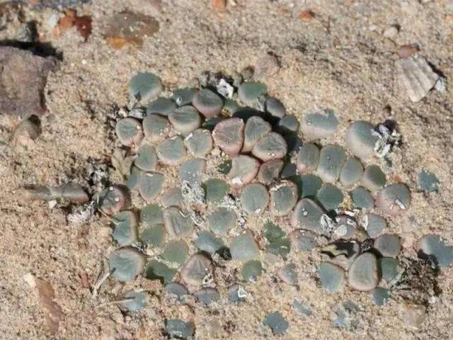 中国游客在非洲旅游,地上宝石一堆,导游别费那劲,你捡不起来