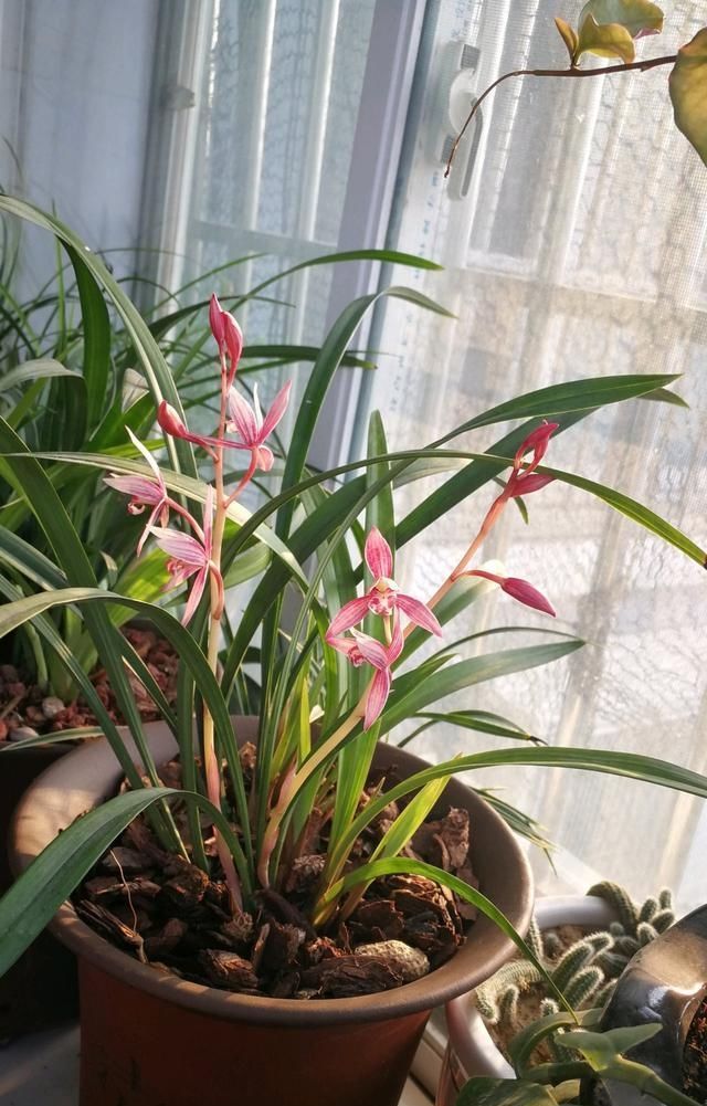  【花美】此兰花养护容易，一年开花多次，花美香浓，价格便宜，很适合新手