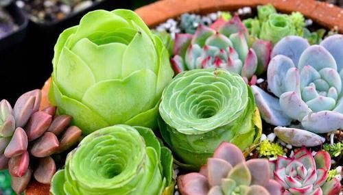  「品种」这些多肉植物自带“财气”，好看又好养，轻松养爆盆