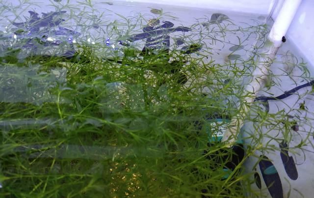  「鱼缸」接近一个月没有换水也没有加水的鱼缸，观赏鱼会出现哪些问题？