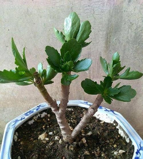  玉树：长寿花教你一招，老桩来的快，开的花也多，现在养护正当时！