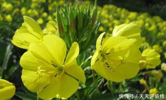  『家里』家里阳台小就养3种花，吊着养更漂亮，不占地方花量大，美极了