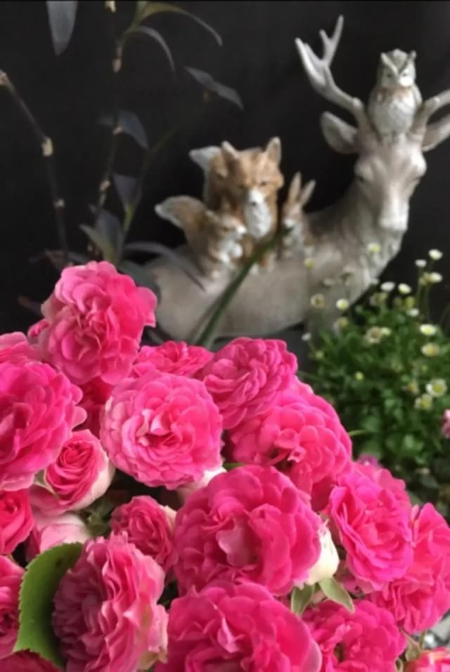  『丰花性好』狼家自育的表现到底如何，戳进来看看花友们的大实话