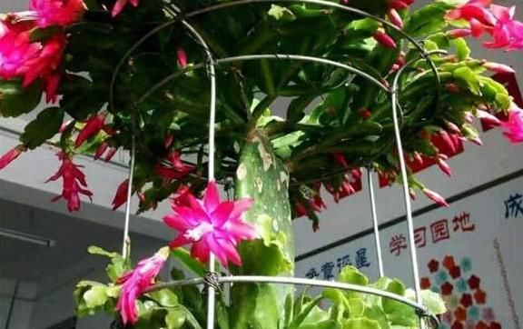  「兰更」一盆花，两种植物，嫁接后的蟹爪兰更高雅，掌握要点，你也是大神