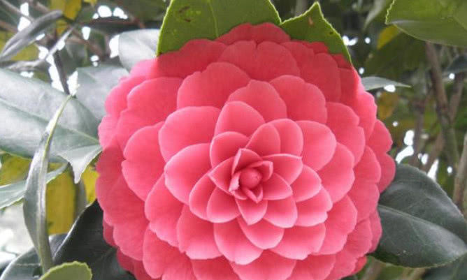  『花色』养茶花，1个小诀窍，花朵大、花色艳，年年开出好多花