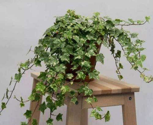  『卧室里面』这“4种”植物，最适合养在卧室，不仅能吸甲醛，而且还能助睡！