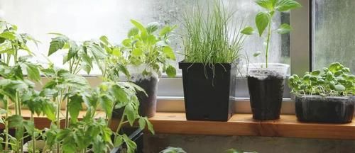 室内的植物■室内布置花园有几点要注意,这4点特关键