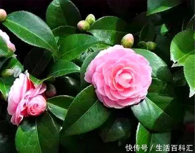 增加光照|家庭养茶花,花后早做3件事,新芽多花量足,开花又大又香