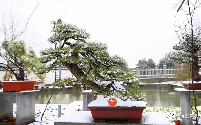 一组盆景作品欣赏，雪中赏盆景，别具一番风韵！